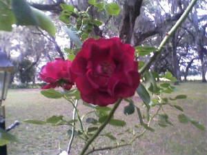 Rose.jpg